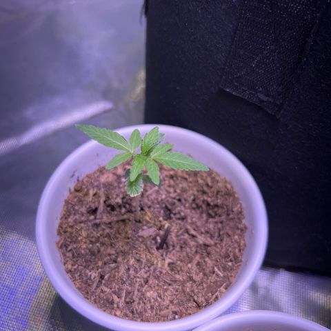 Runtz Muffin growlog timeline photo
