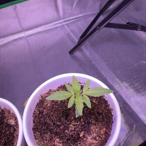 Runtz Muffin growlog timeline photo