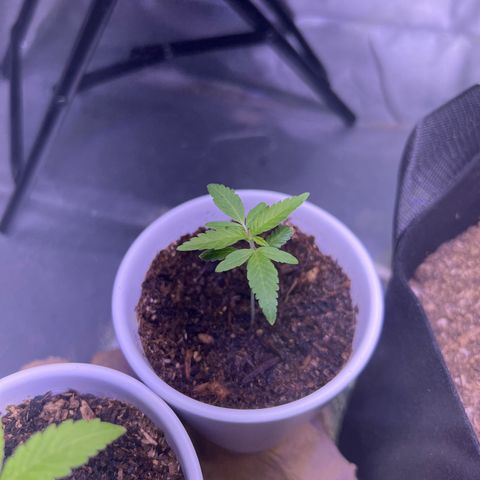 Runtz Muffin growlog timeline photo