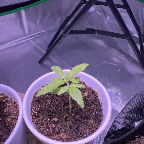 Runtz Muffin growlog timeline photo