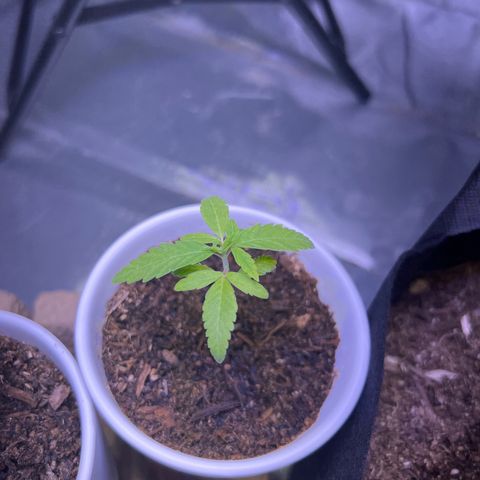 Runtz Muffin growlog timeline photo