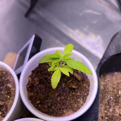 Runtz Muffin growlog timeline photo