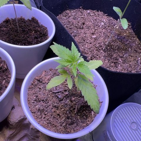 Runtz Muffin growlog timeline photo