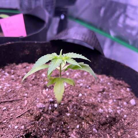 Runtz Muffin growlog timeline photo
