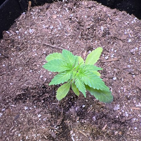 Runtz Muffin growlog timeline photo