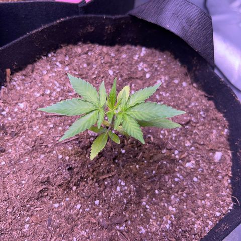 Runtz Muffin growlog timeline photo