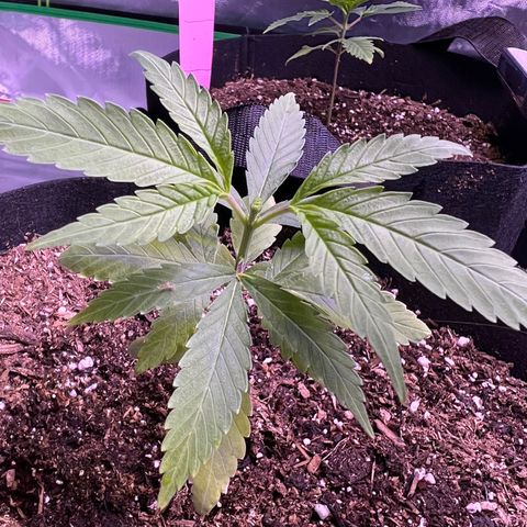 Runtz Muffin growlog timeline photo