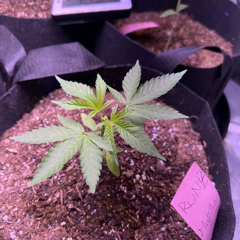 Runtz Muffin growlog timeline photo