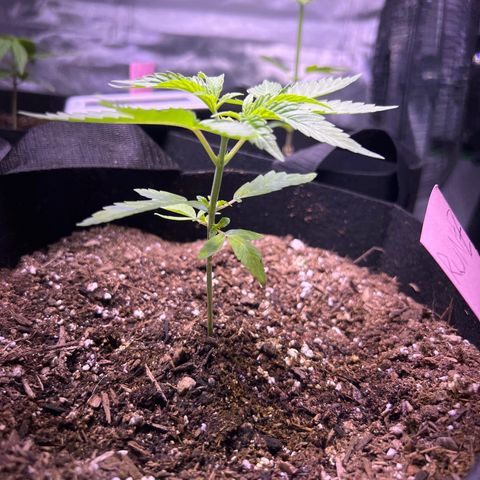 Runtz Muffin growlog timeline photo