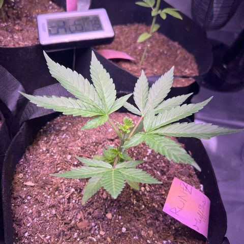 Runtz Muffin growlog timeline photo