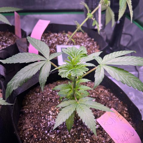 Runtz Muffin growlog timeline photo
