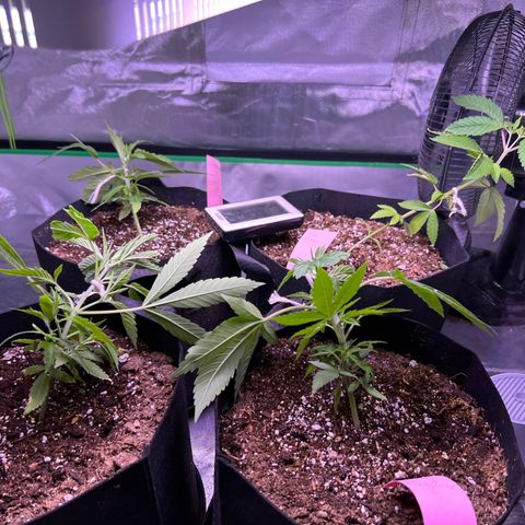 Runtz Muffin growlog timeline photo