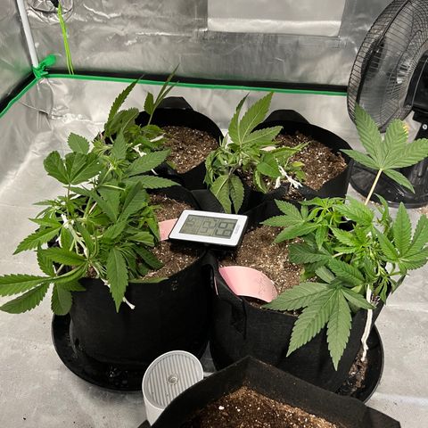 Runtz Muffin growlog timeline photo