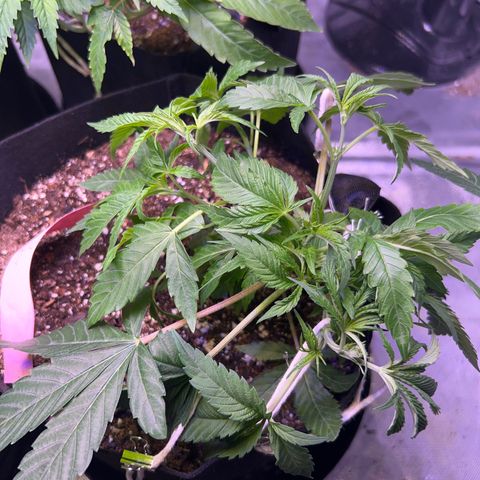 Runtz Muffin growlog timeline photo
