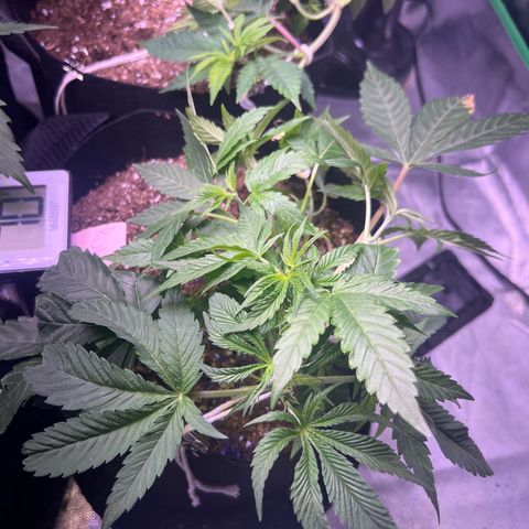 Runtz Muffin growlog timeline photo