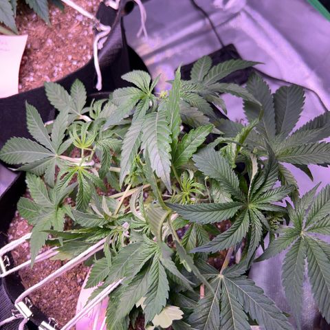 Runtz Muffin growlog timeline photo