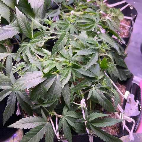 Runtz Muffin growlog timeline photo