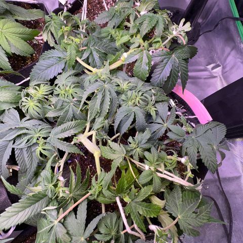 Runtz Muffin growlog timeline photo