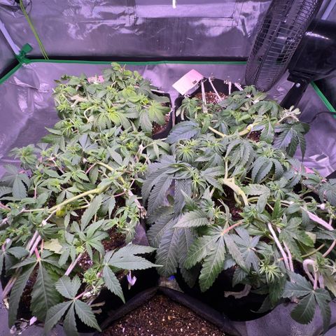 Runtz Muffin growlog timeline photo