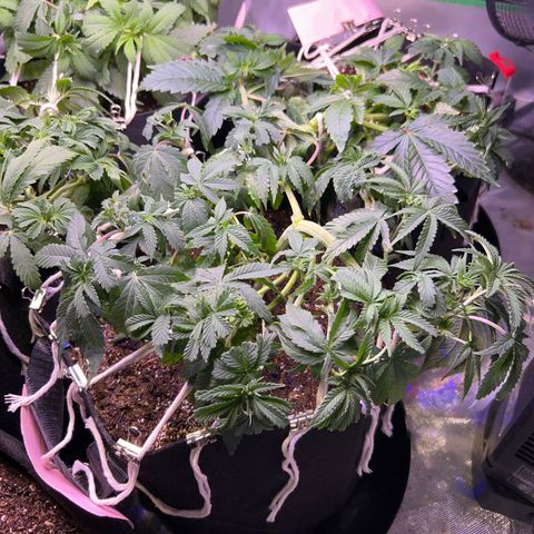 Runtz Muffin growlog timeline photo