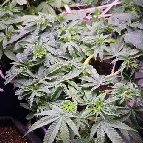 Runtz Muffin growlog timeline photo