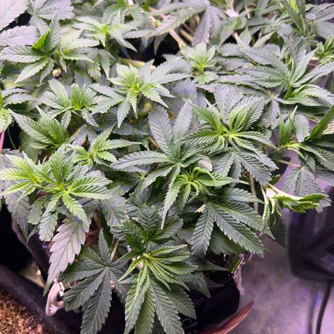Runtz Muffin growlog timeline photo