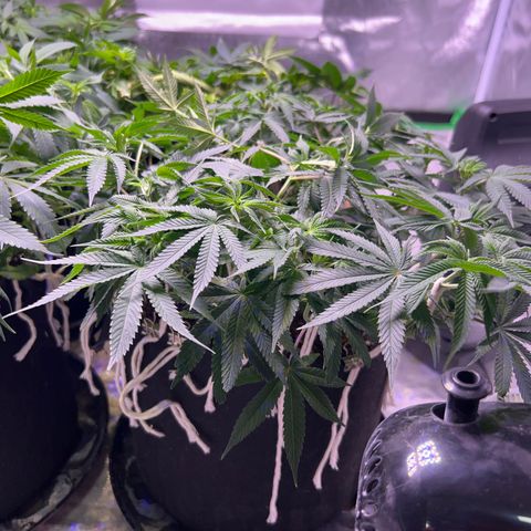 Runtz Muffin growlog timeline photo
