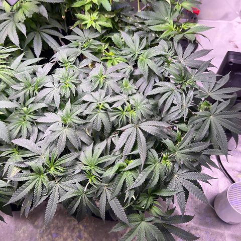 Runtz Muffin growlog timeline photo