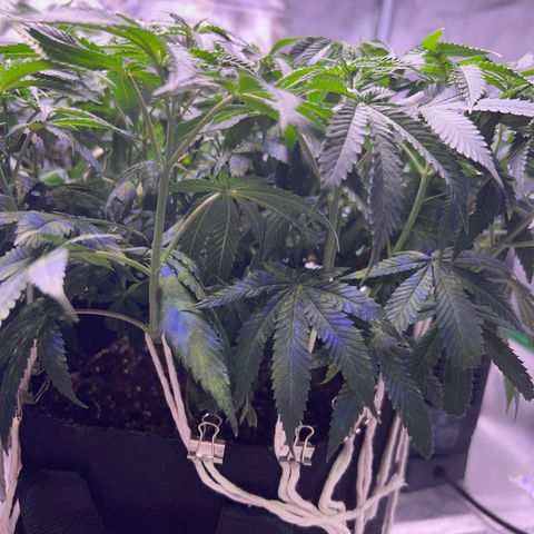 Runtz Muffin growlog timeline photo