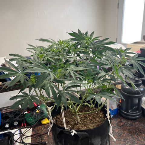 Runtz Muffin growlog timeline photo