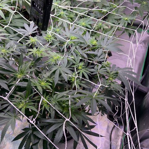 Runtz Muffin growlog timeline photo