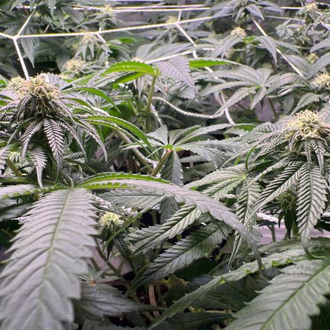 Runtz Muffin growlog timeline photo