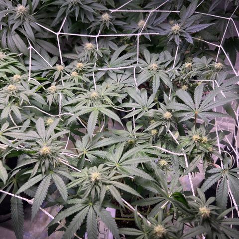 Runtz Muffin growlog timeline photo