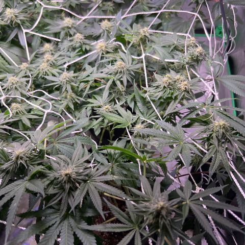 Runtz Muffin growlog timeline photo