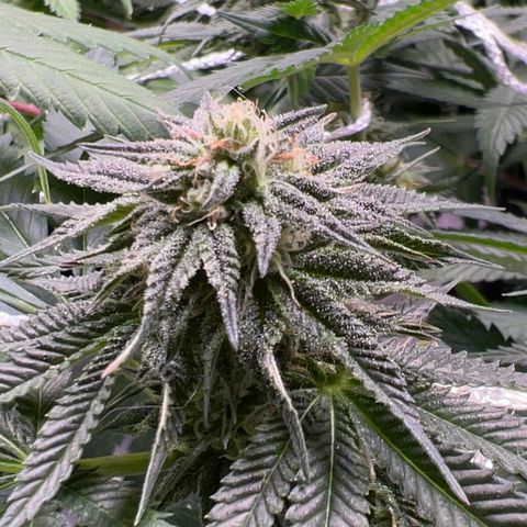 Runtz Muffin growlog timeline photo
