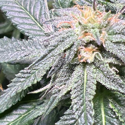 Runtz Muffin growlog timeline photo