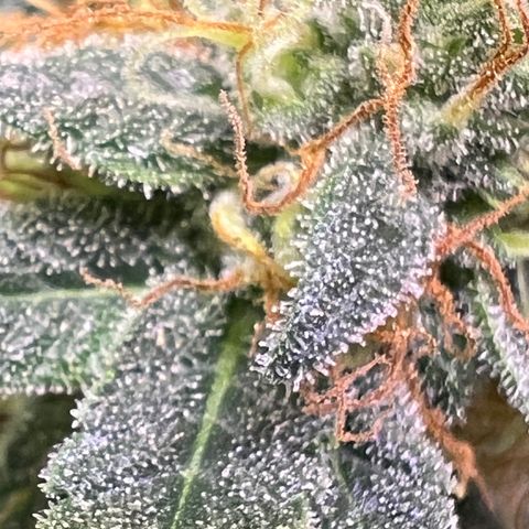 Runtz Muffin growlog timeline photo