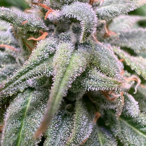 Runtz Muffin growlog timeline photo