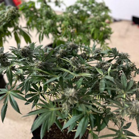 Runtz Muffin growlog timeline photo