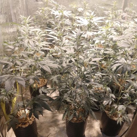 Special Kush #1 growlog timeline photo