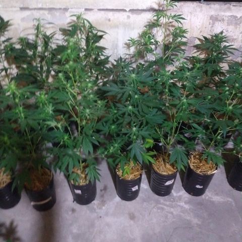 Special Kush #1 growlog photo: La ilera de adelante