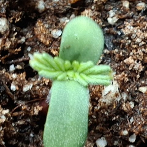 Lemon Haze XXL Auto growlog photo: Dia 1. Aparecimento do primeiro par de folhas