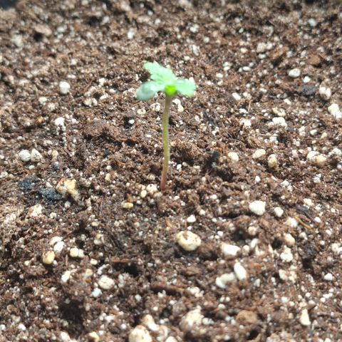 Lemon Haze XXL Auto growlog timeline photo