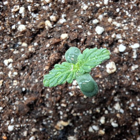 Lemon Haze XXL Auto growlog timeline photo