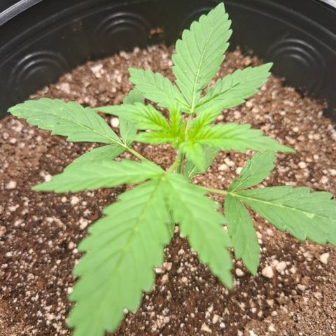 Lemon Haze XXL Auto growlog timeline photo