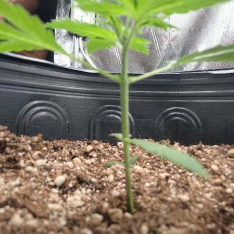 AK XXL Auto growlog timeline photo