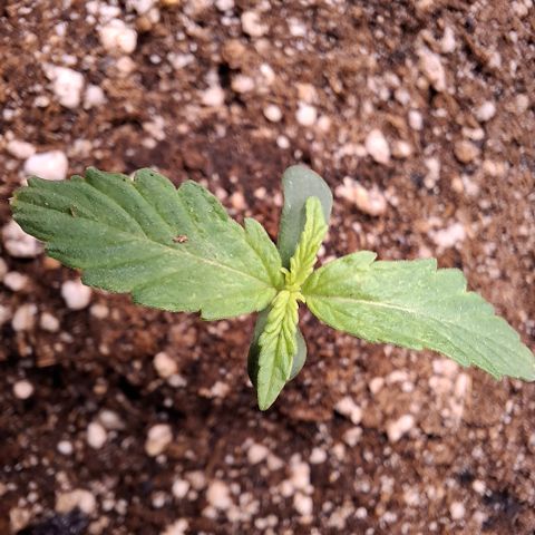 Lemon Haze XXL Auto growlog photo: Delicada e linda, segue crescendo minha lemon