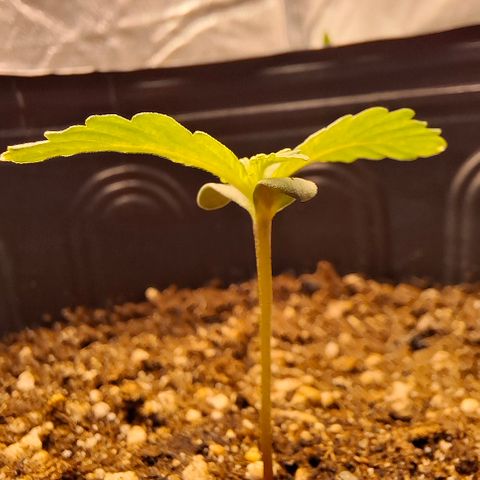 Lemon Haze XXL Auto growlog photo: Delicada e linda, segue crescendo minha lemon