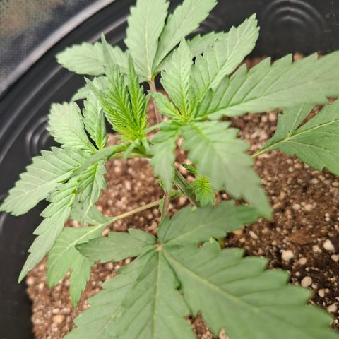 AK XXL Auto growlog timeline photo