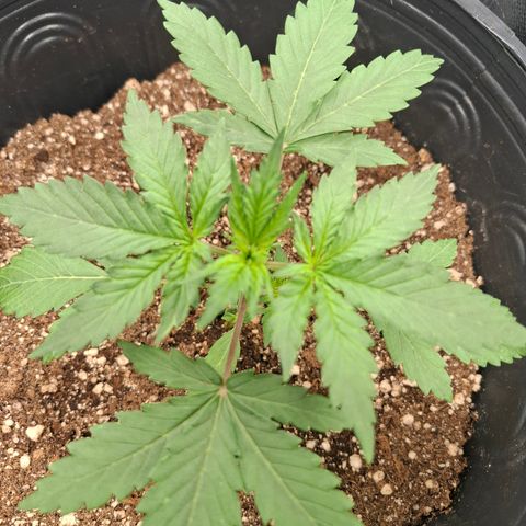 AK XXL Auto growlog timeline photo